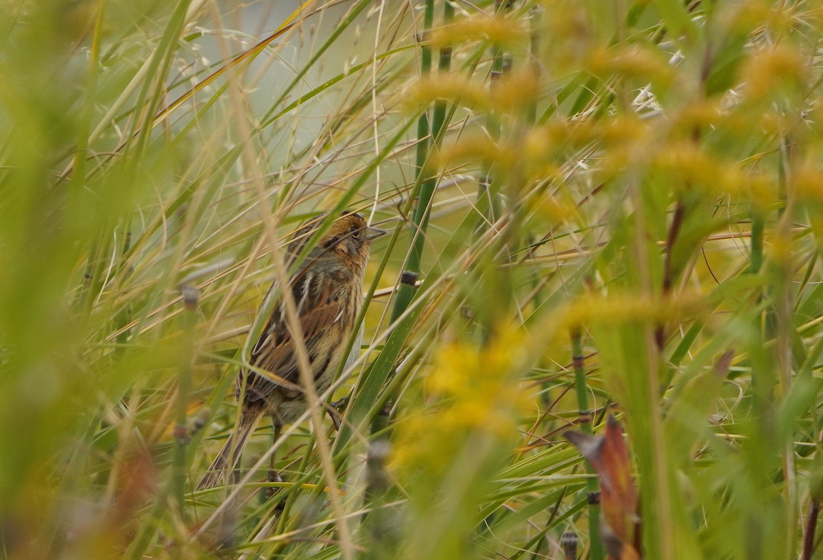 Nelson's Sparrow - ML624091722