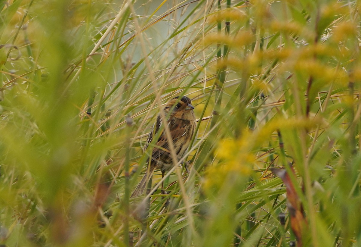 Nelson's Sparrow - ML624091730