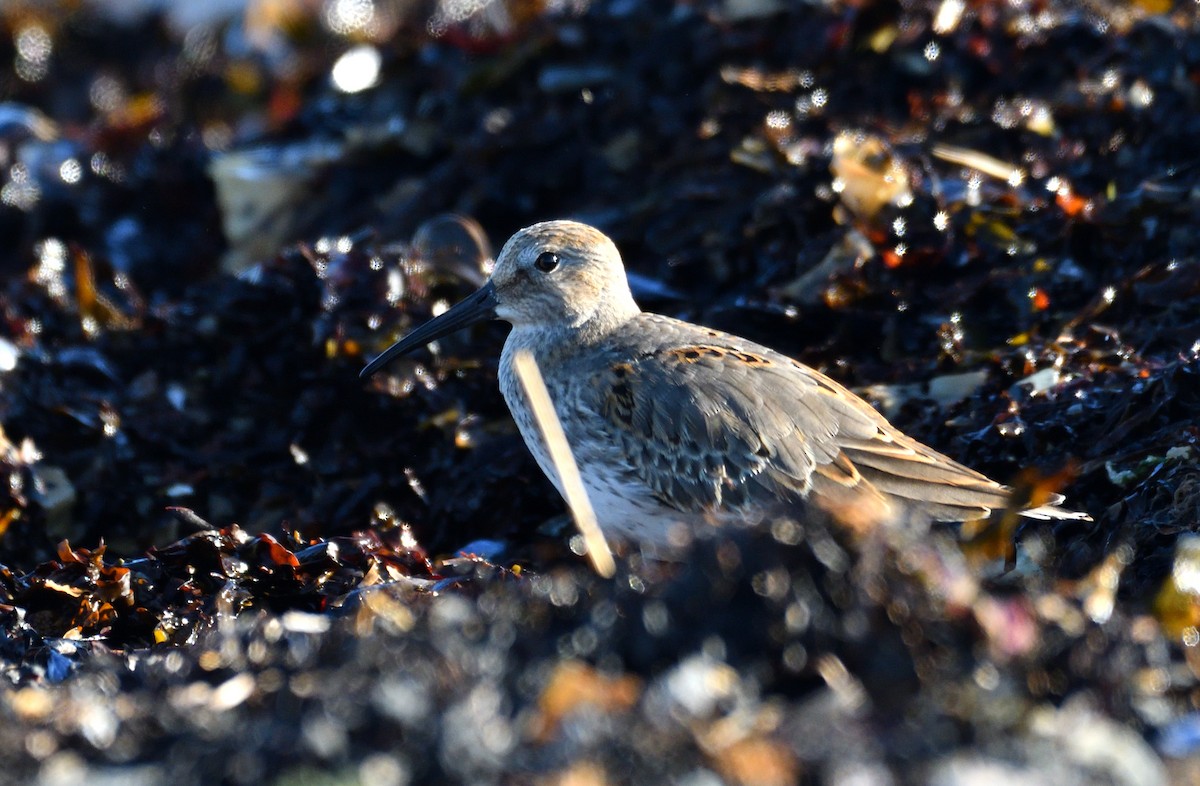 Dunlin - ML624091732