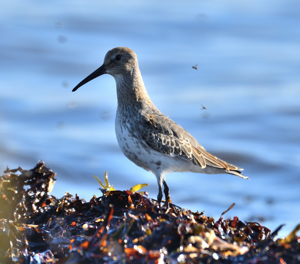 Dunlin - ML624091733
