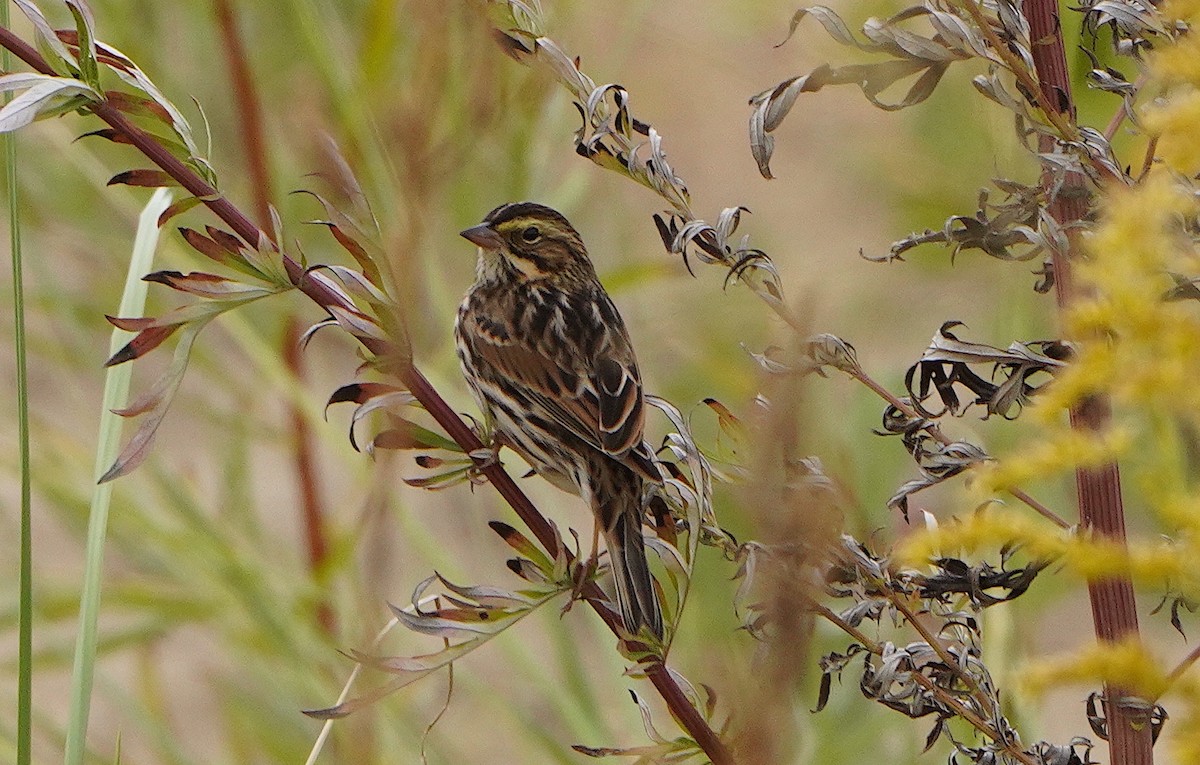 Savannah Sparrow - ML624091737