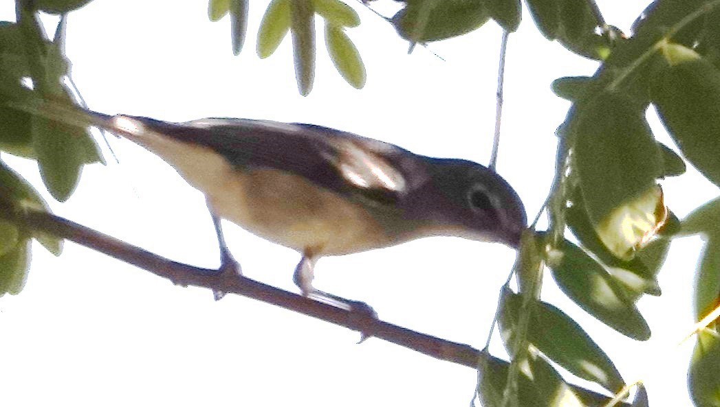 Plumbeous Vireo - ML624091748