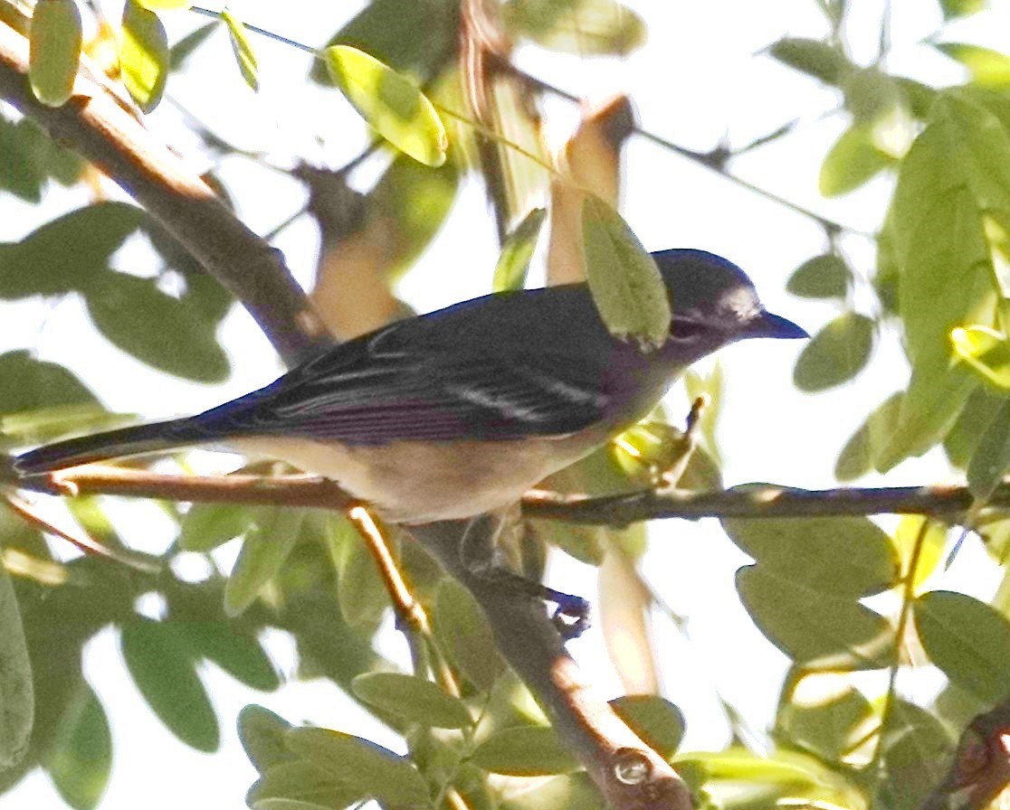 Plumbeous Vireo - ML624091752