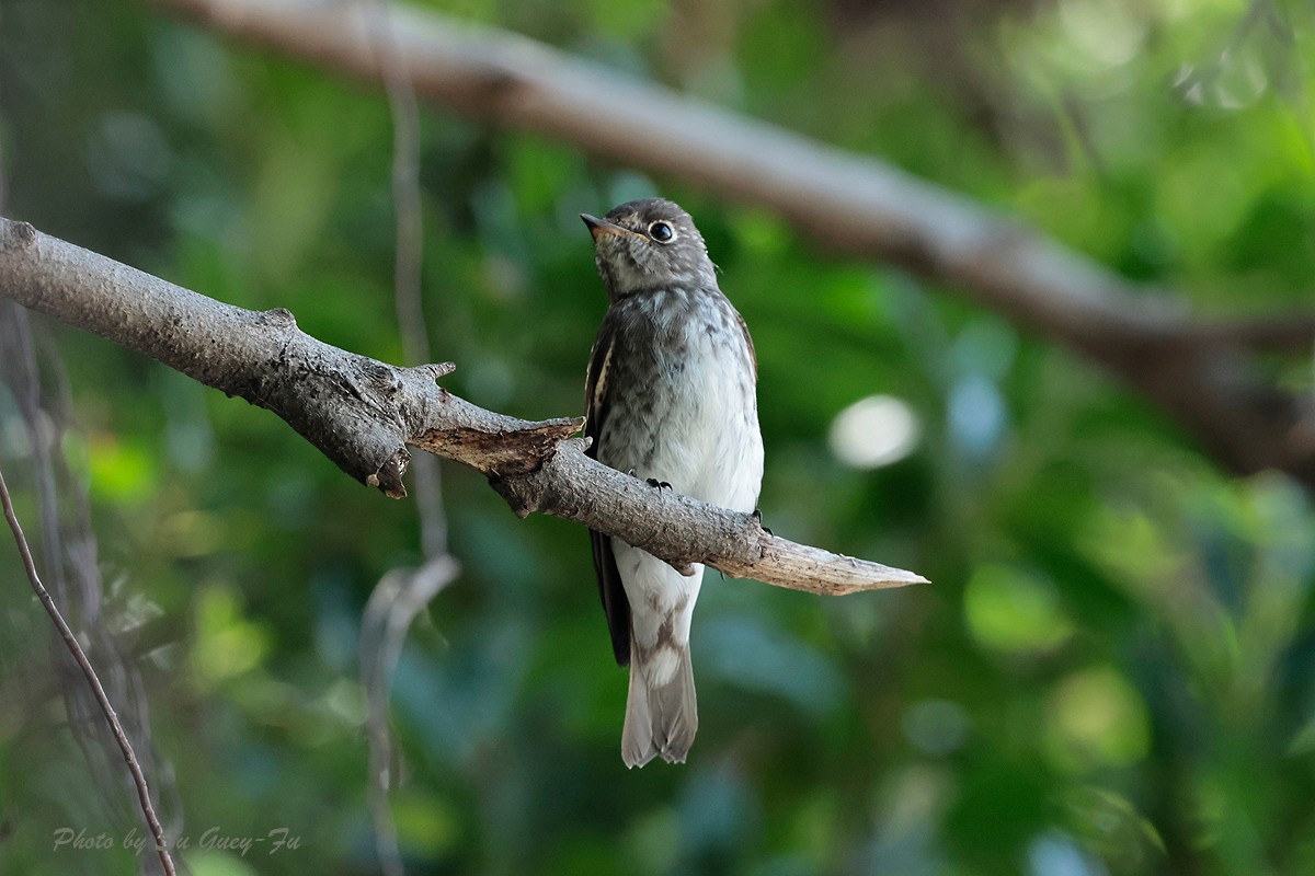 Dark-sided Flycatcher - ML624091783