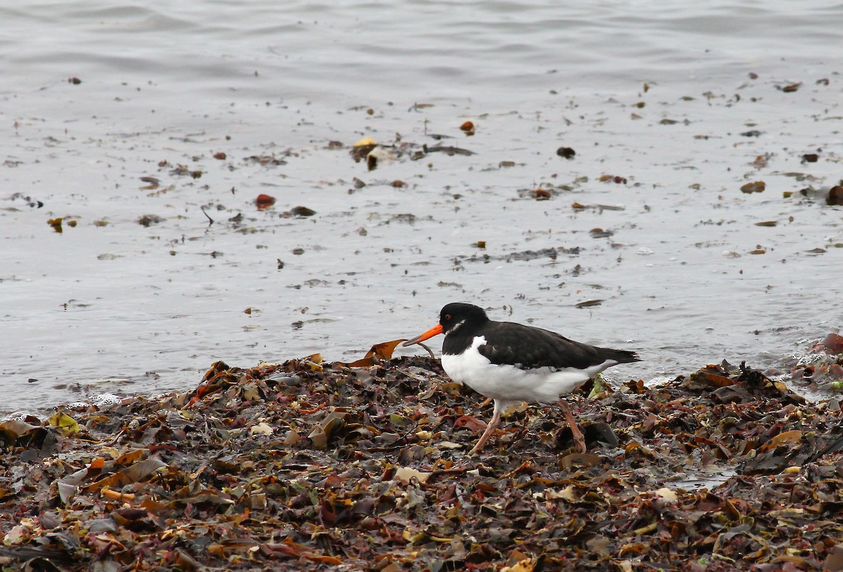 Eurasian Oystercatcher - ML624091792