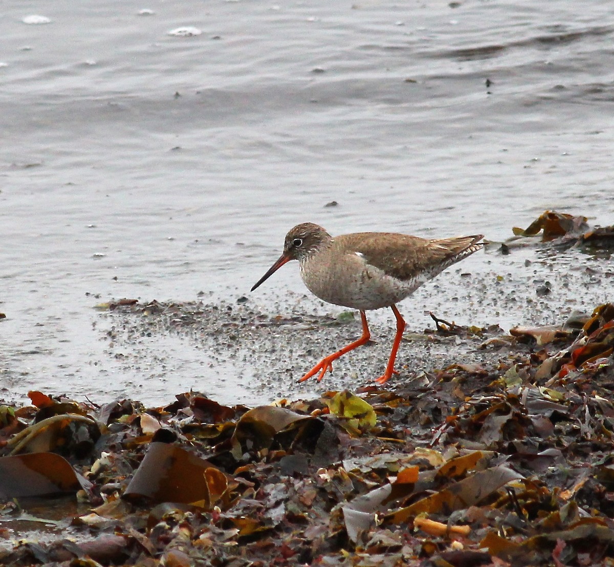 Common Redshank - ML624091797