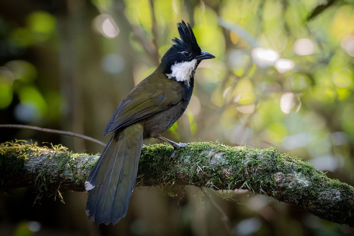 Eastern Whipbird - ML624091817