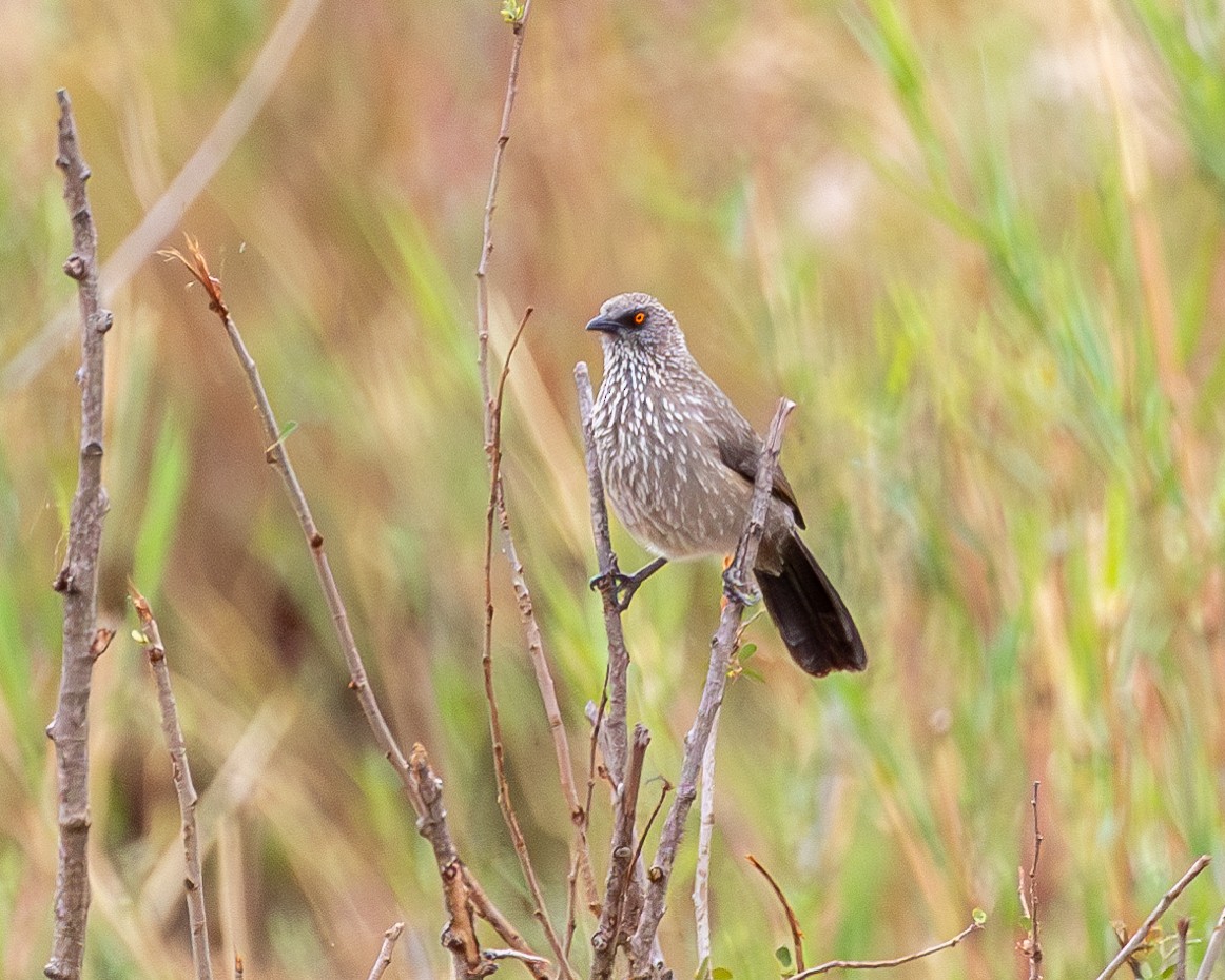 Arrow-marked Babbler - ML624091837