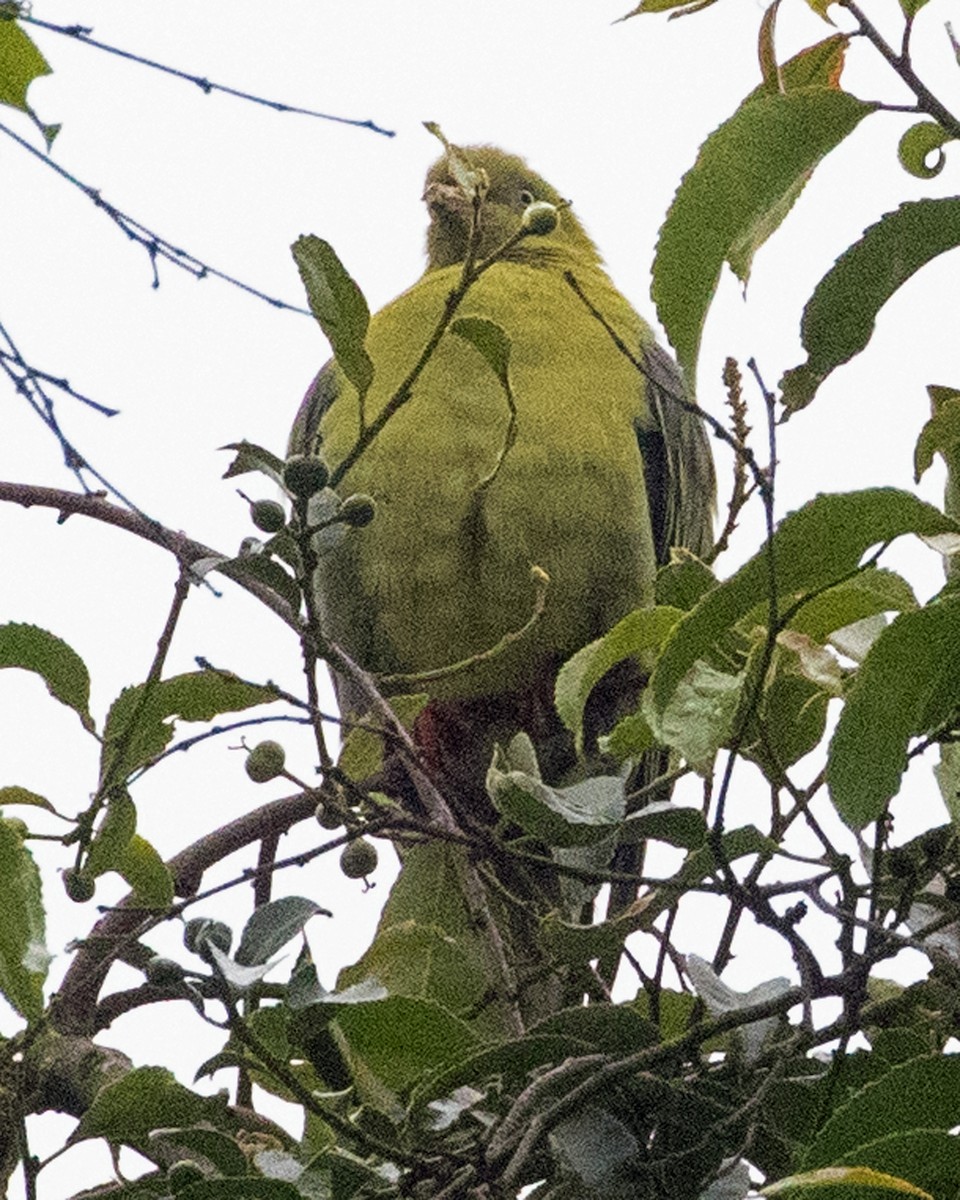 African Green-Pigeon - ML624091845