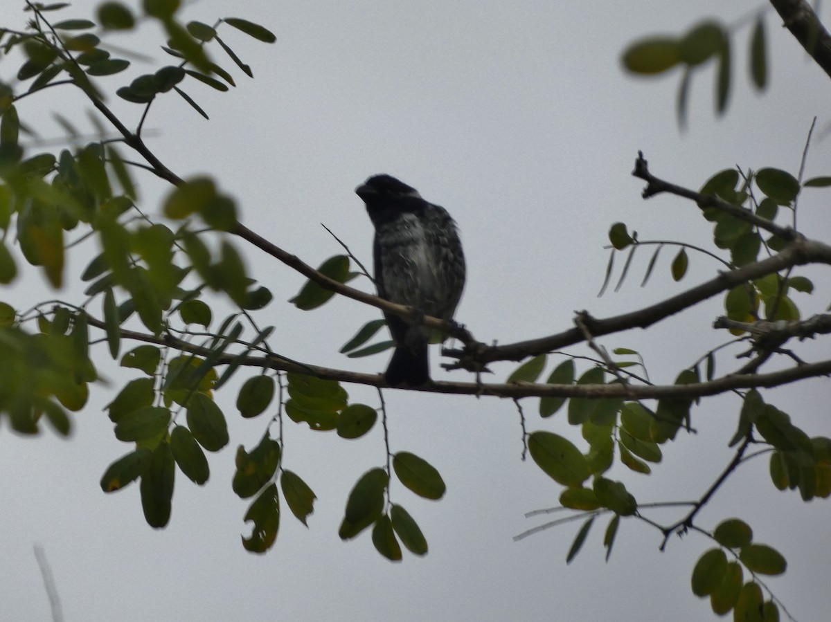 Variable Seedeater - ML624091881