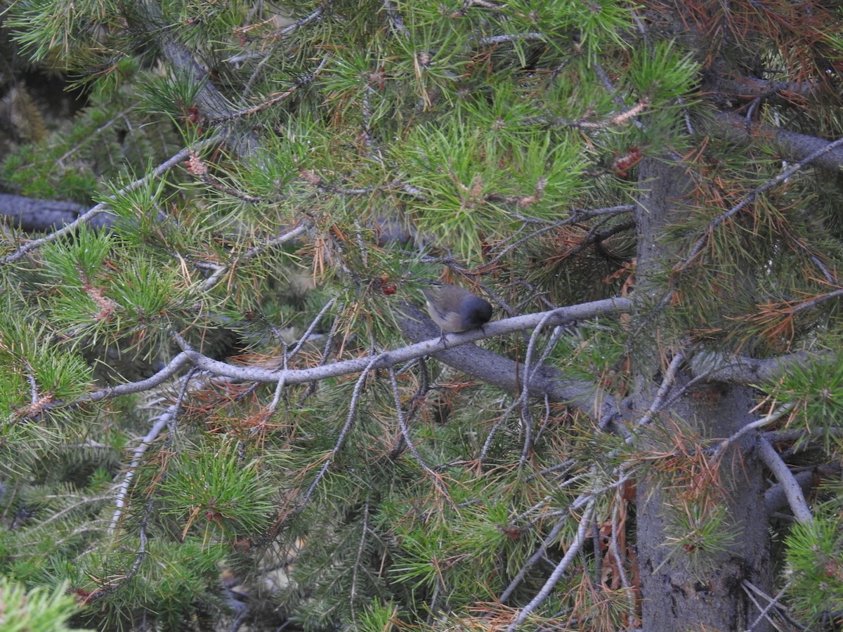 Dark-eyed Junco - Tanner Baird