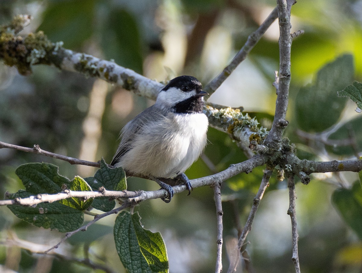 Carolina Chickadee - ML624092074