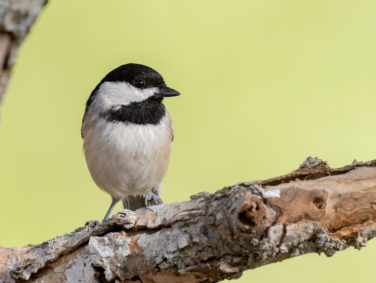 Carolina Chickadee - ML624092075