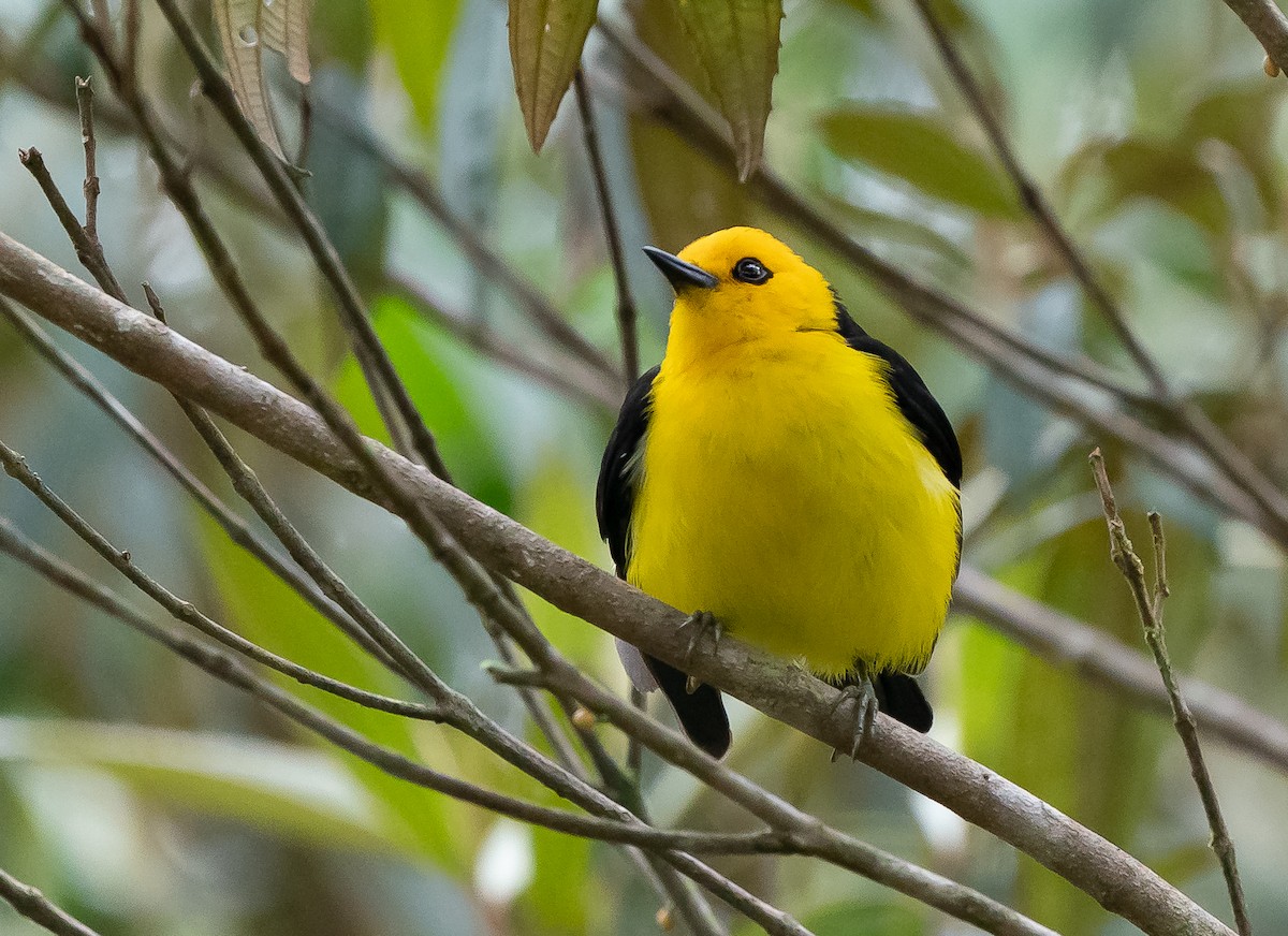 Black-and-yellow Tanager - ML624092158