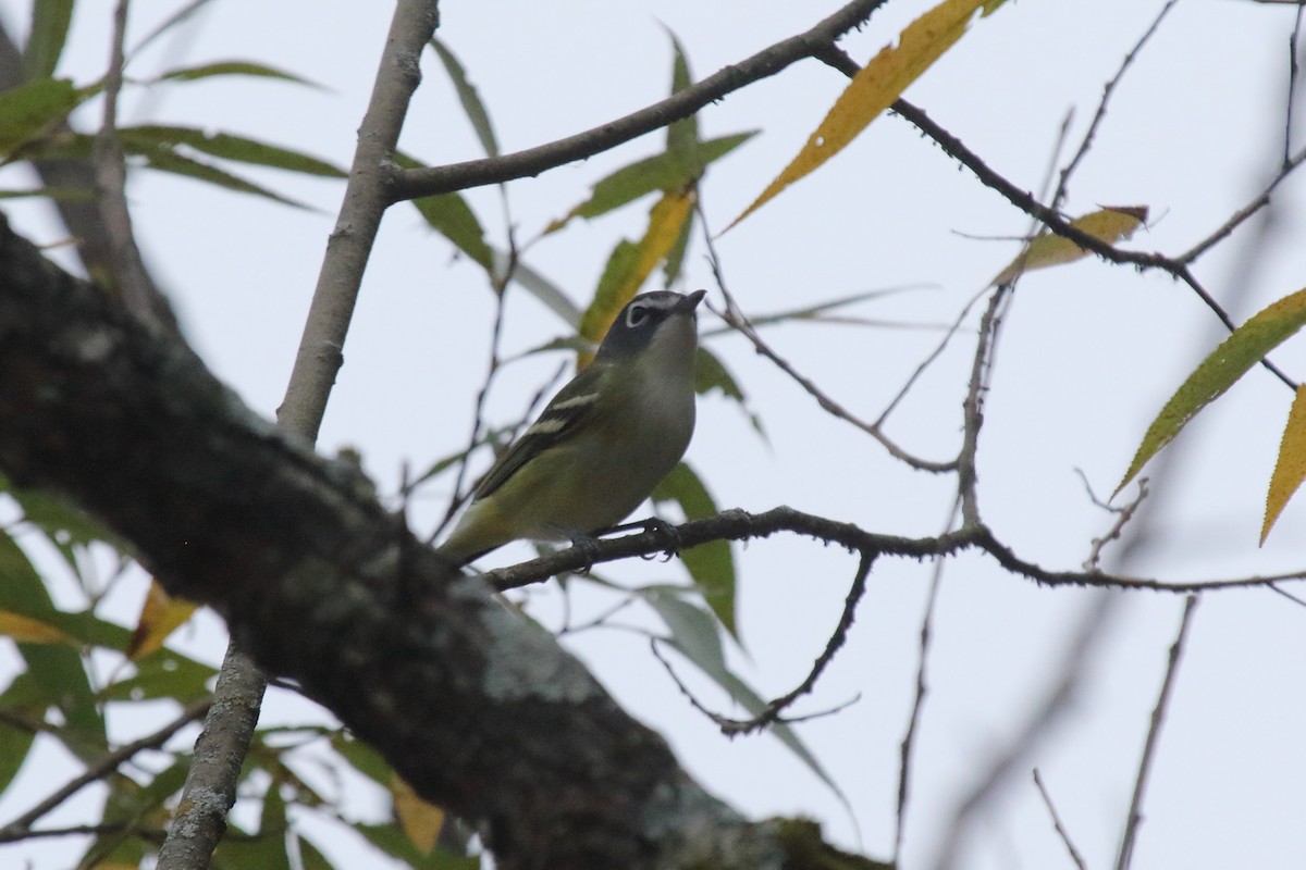 Blue-headed Vireo - Bill Howe