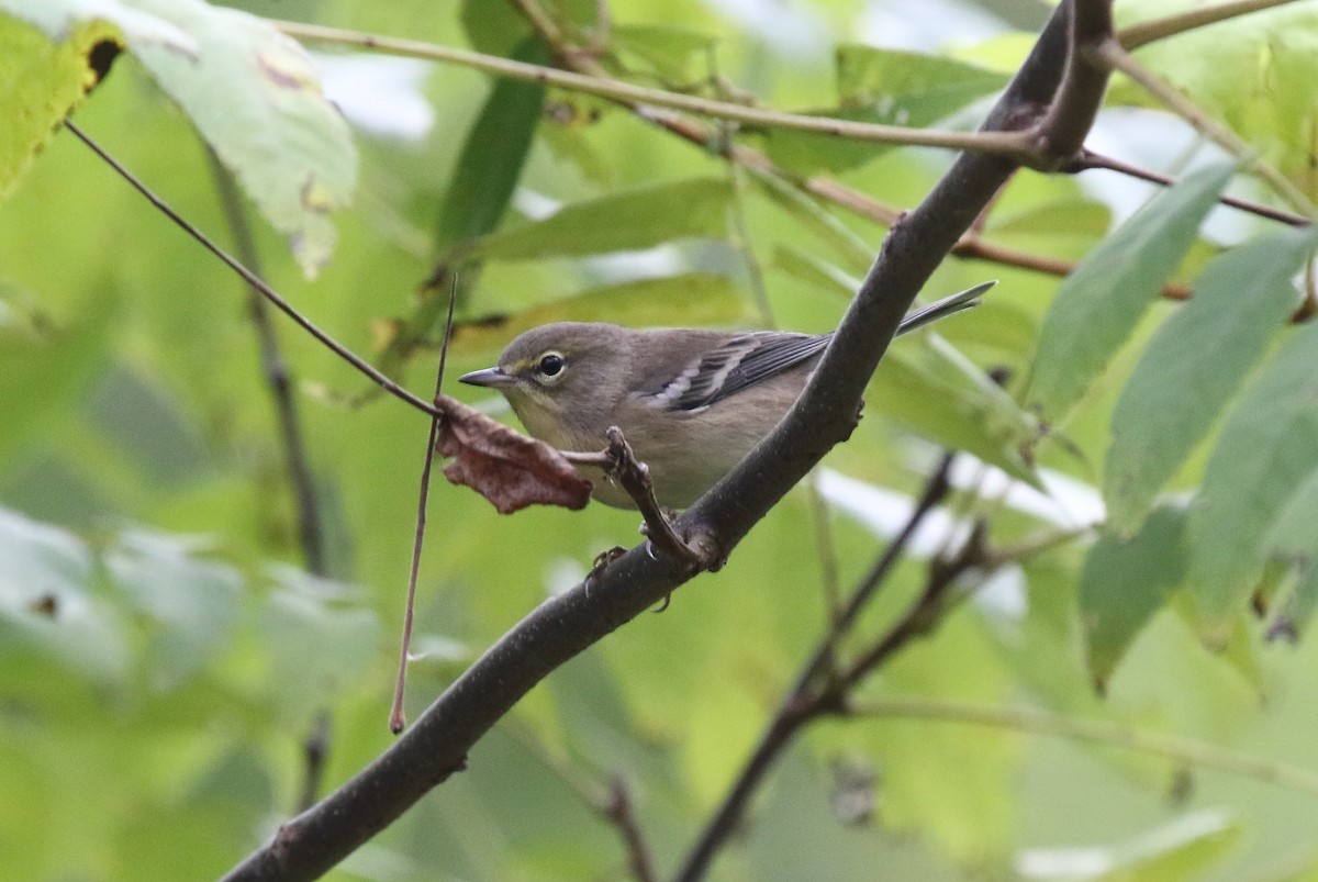 Pine Warbler - ML624092183