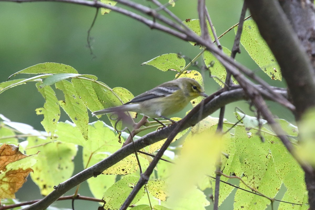 Pine Warbler - ML624092201