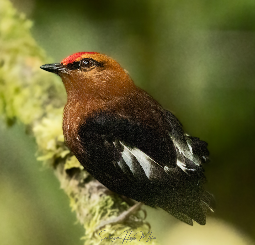 Club-winged Manakin - ML624092233