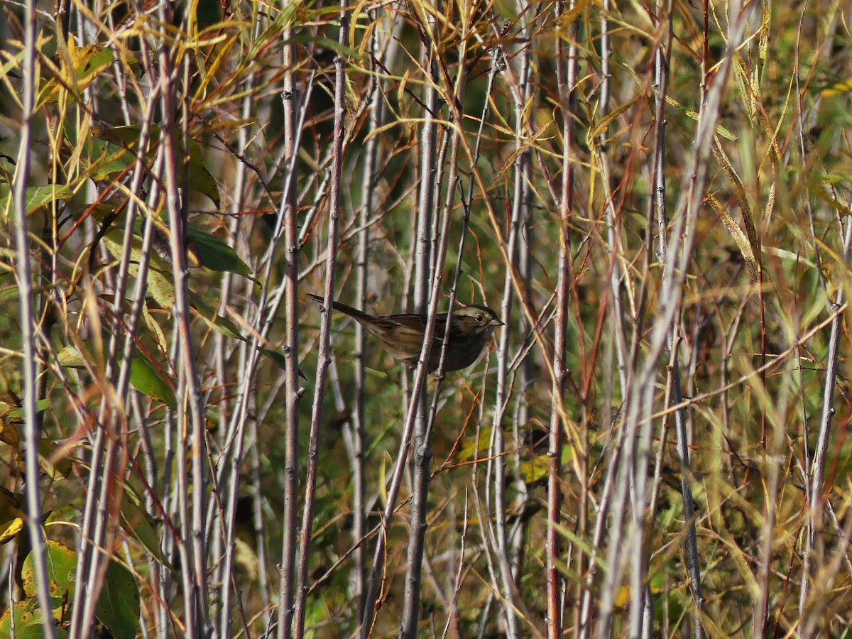 Swamp Sparrow - ML624092254