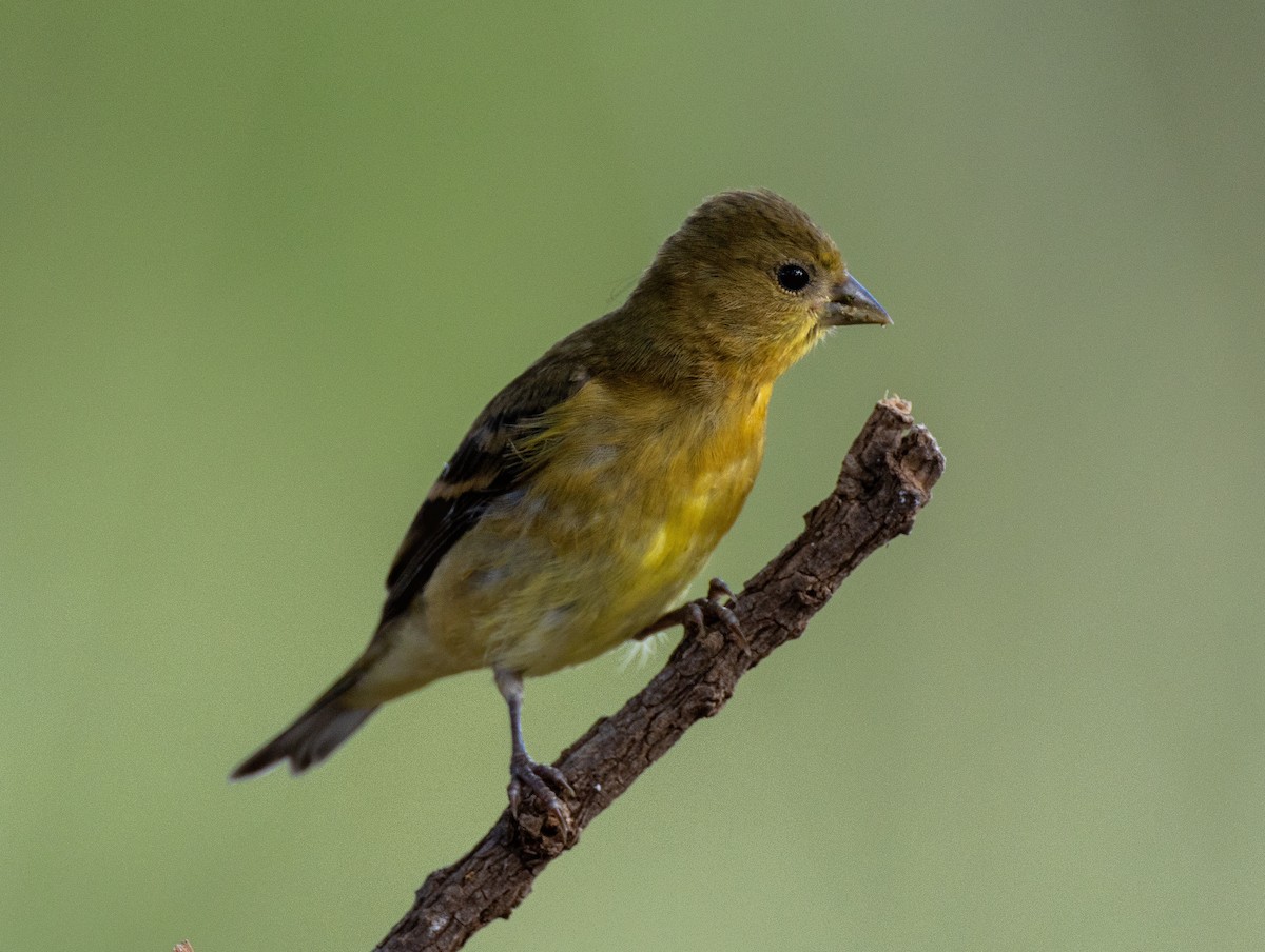 Lesser Goldfinch - ML624092269