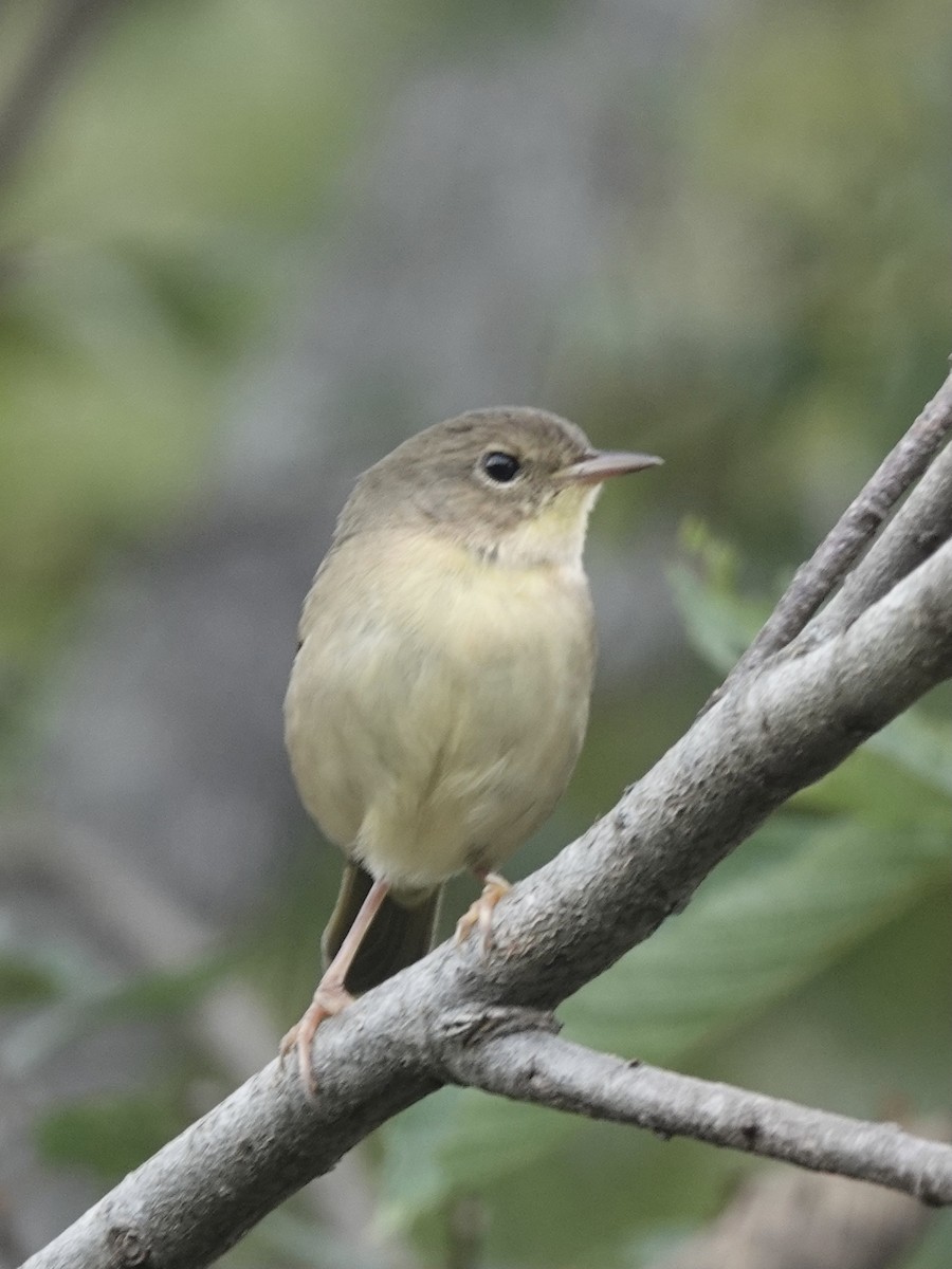 Common Yellowthroat - ML624092297