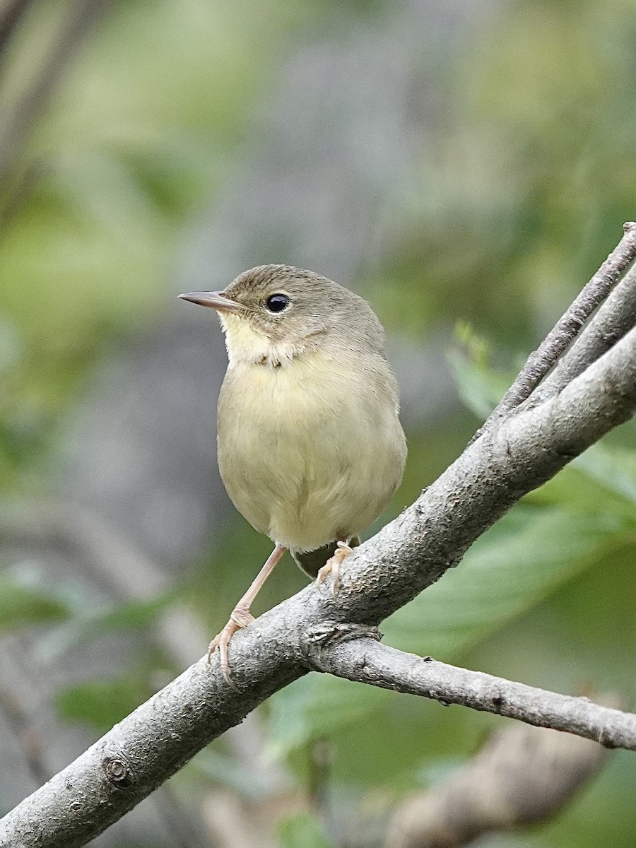 Common Yellowthroat - ML624092298