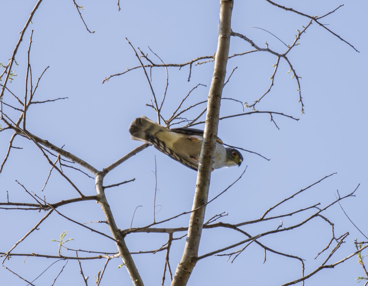 Rufous-thighed Kite - ML624092305