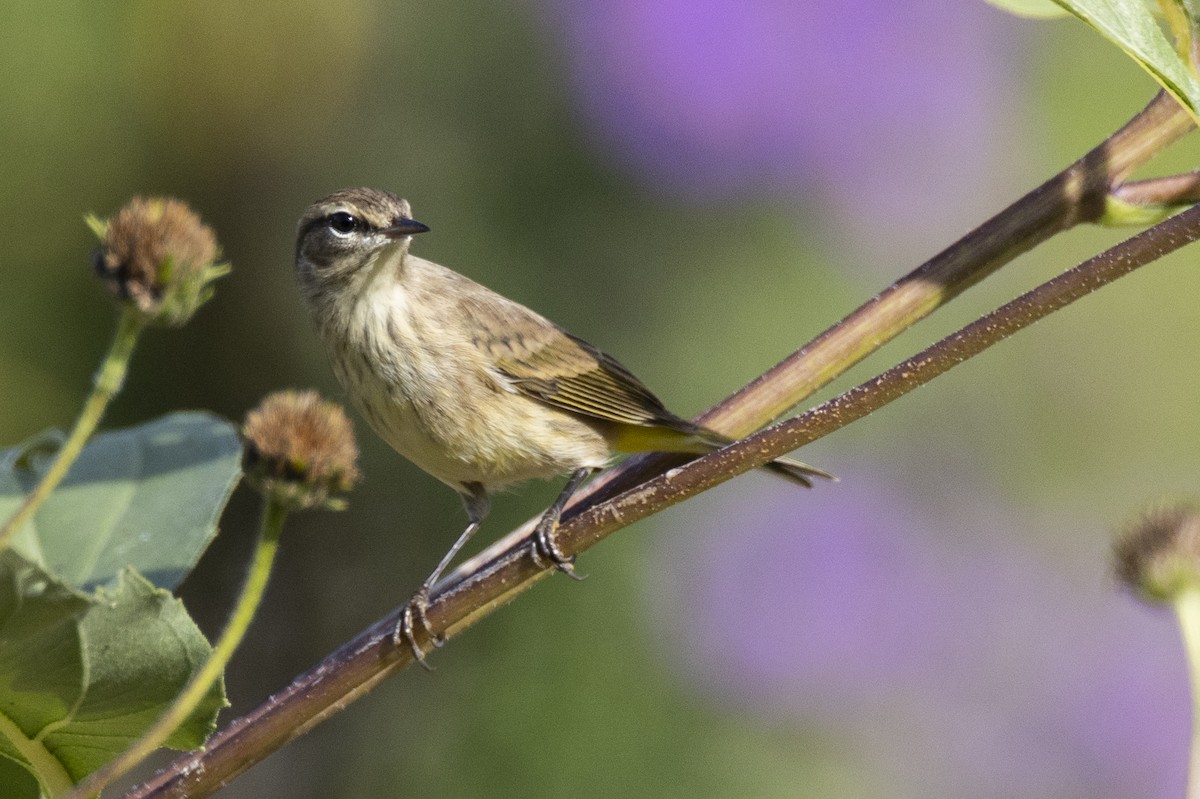 Palm Warbler (Western) - Michael Stubblefield