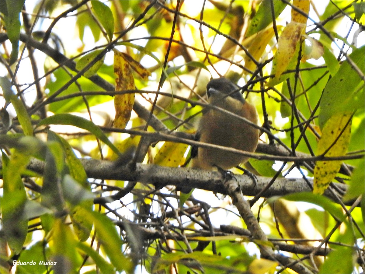 Fawn-breasted Tanager - ML624092344