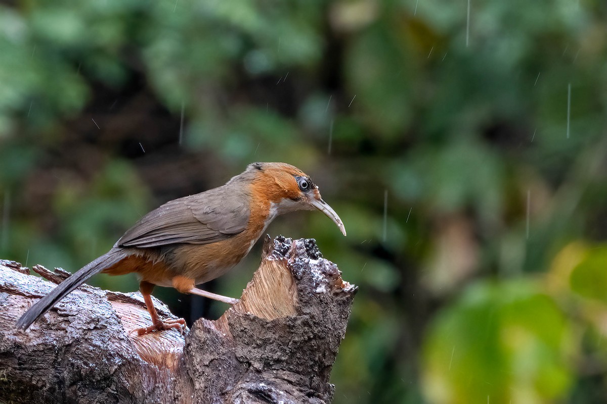 Rusty-cheeked Scimitar-Babbler - ML624092356