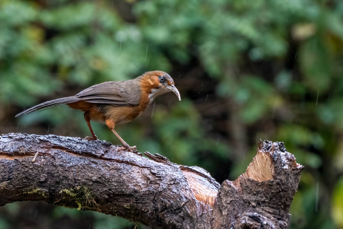 Rusty-cheeked Scimitar-Babbler - ML624092357