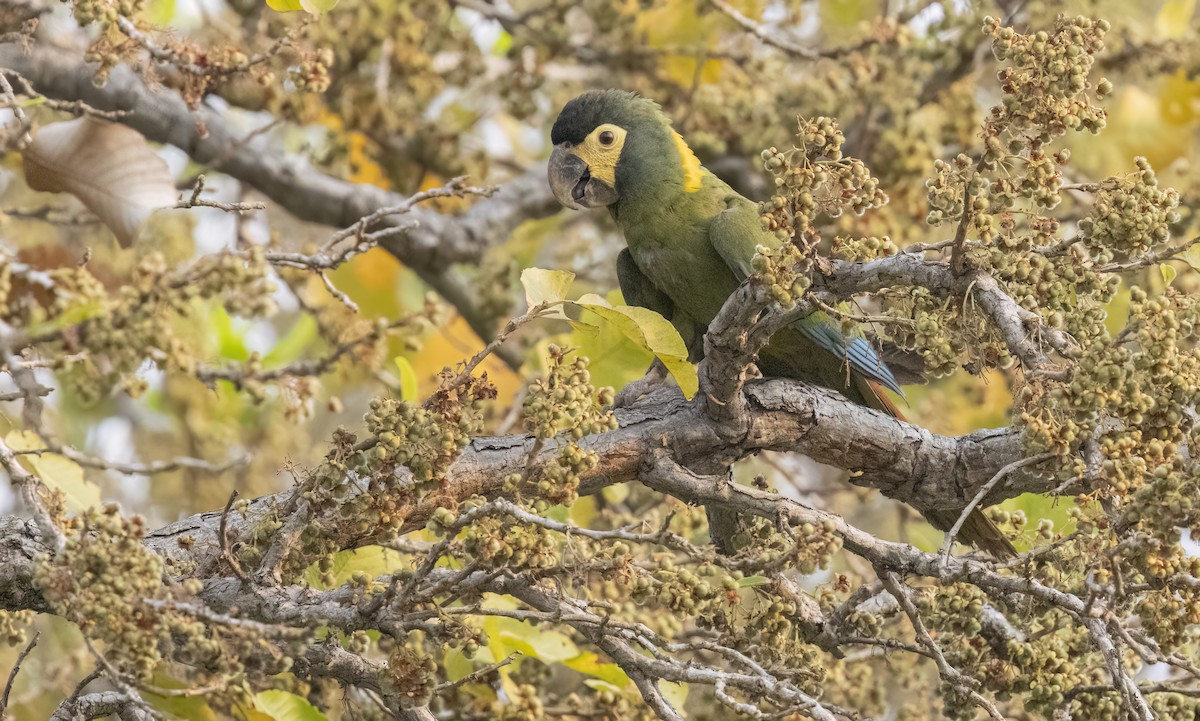 Yellow-collared Macaw - ML624092448