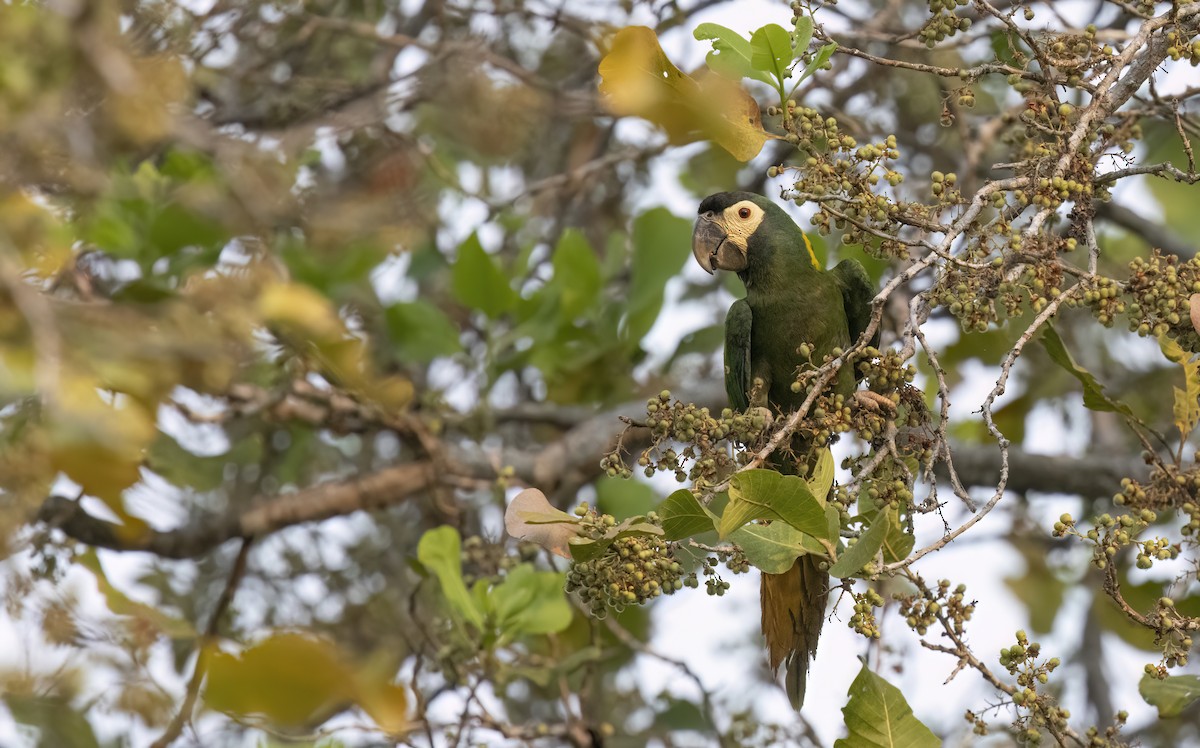 Yellow-collared Macaw - ML624092449