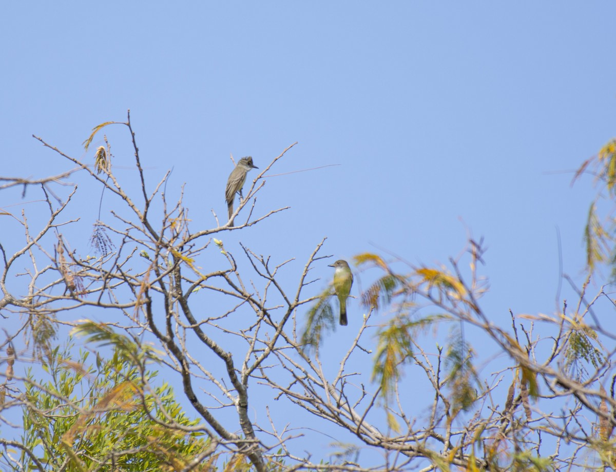 Short-crested Flycatcher - ML624092463