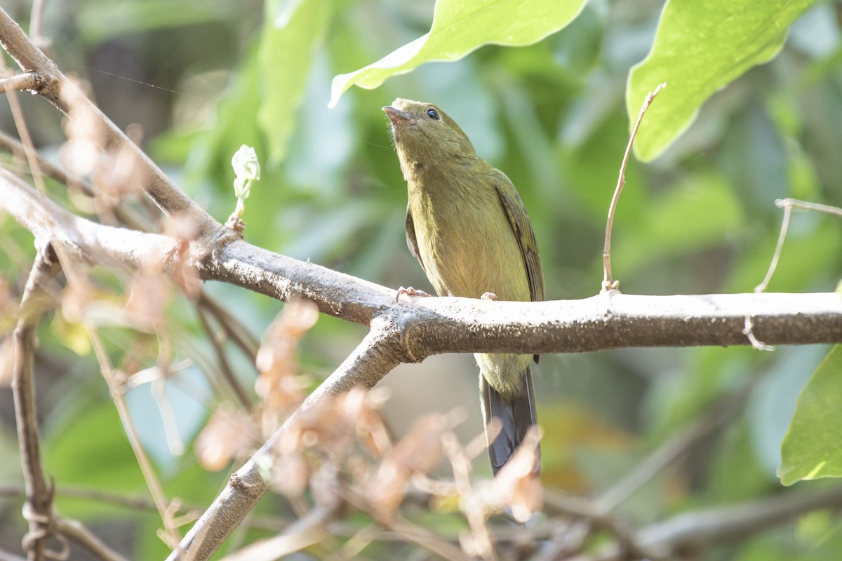 Helmeted Manakin - ML624092484