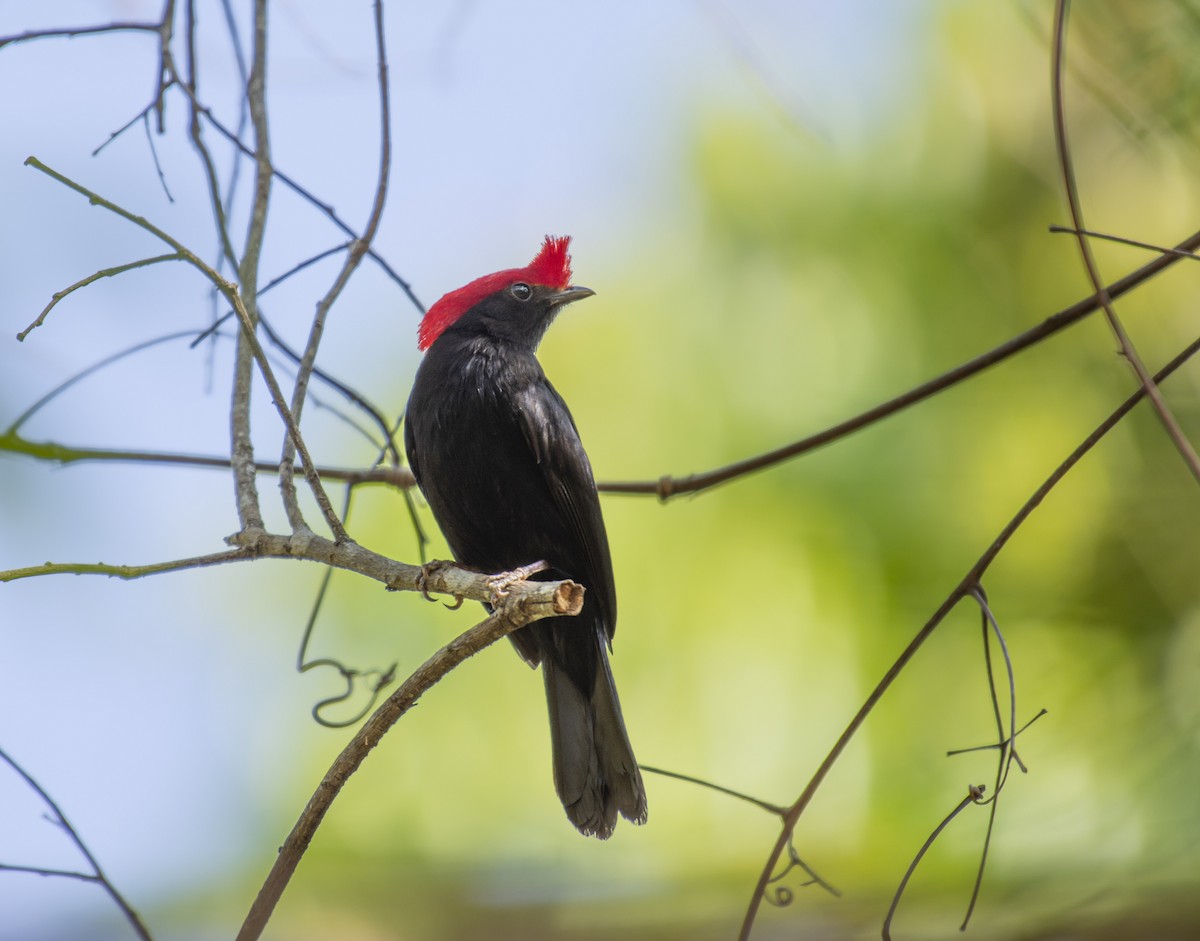 Helmeted Manakin - ML624092488