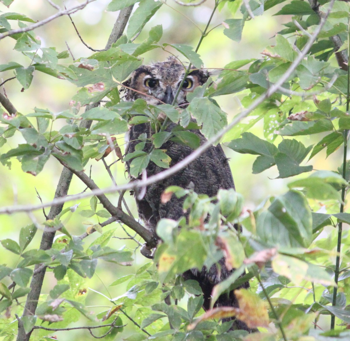 Great Horned Owl - ML624092521