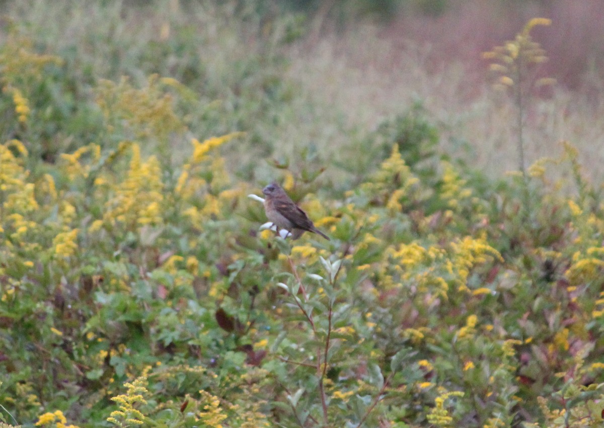 Blue Grosbeak - ML624092531