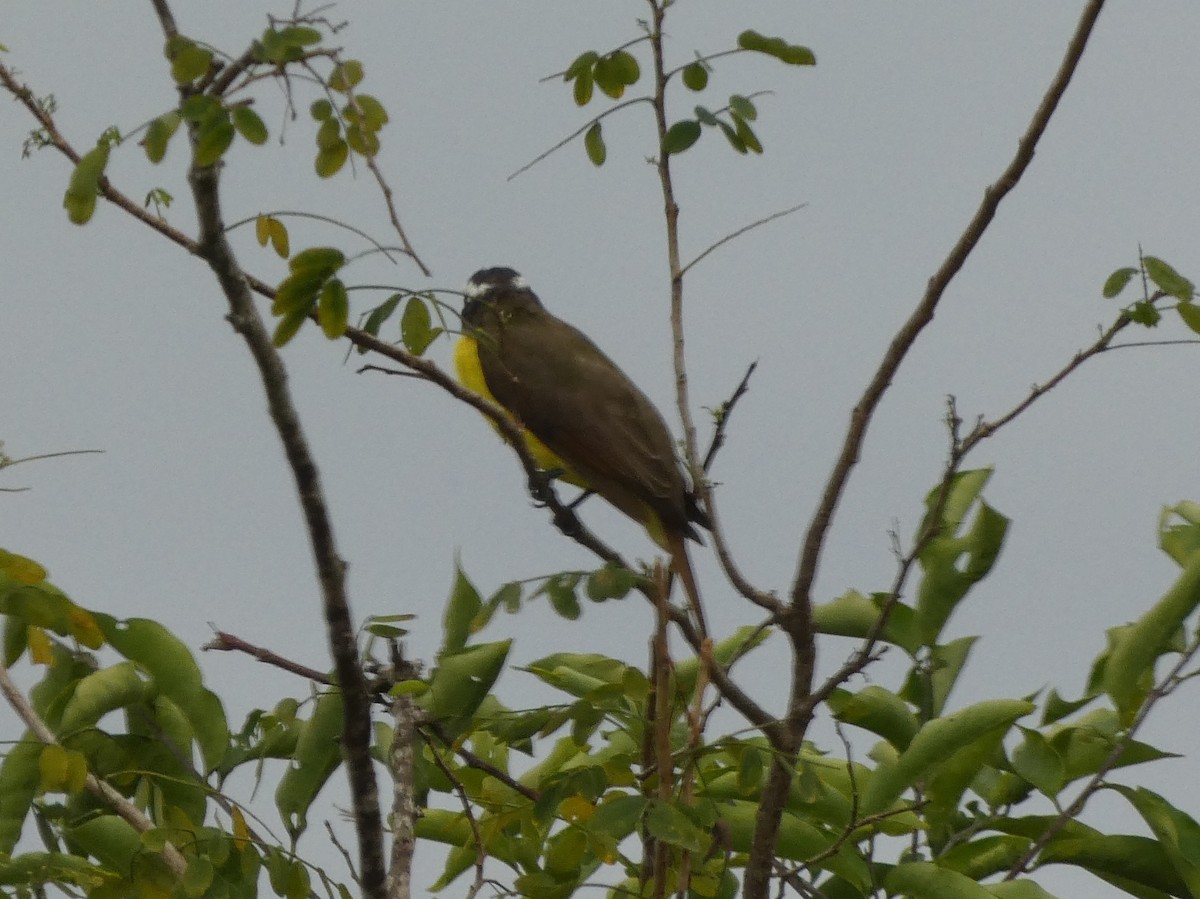 Boat-billed Flycatcher - ML624092535