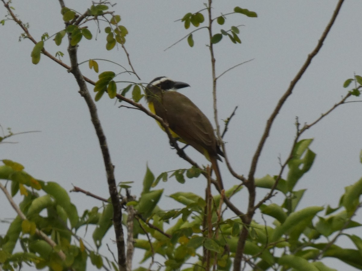 Boat-billed Flycatcher - ML624092536