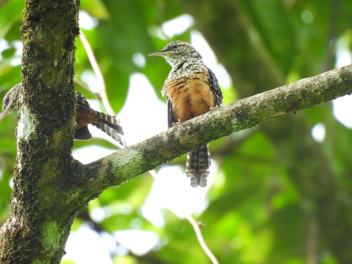 Band-backed Wren - ML624092580