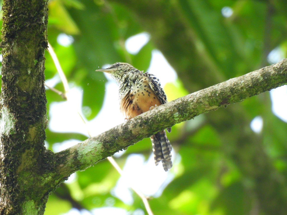 Band-backed Wren - ML624092582