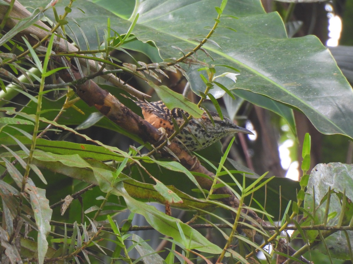 Band-backed Wren - Daniel Martínez