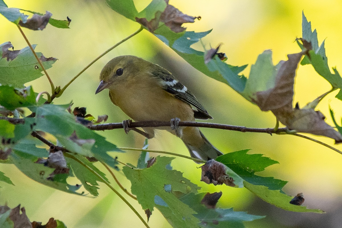 Bay-breasted Warbler - ML624092610