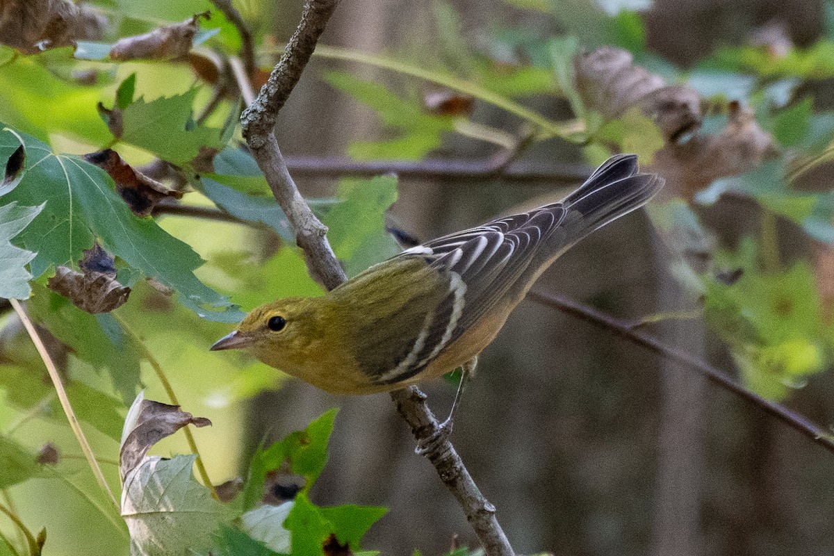 Bay-breasted Warbler - Bill Tollefson