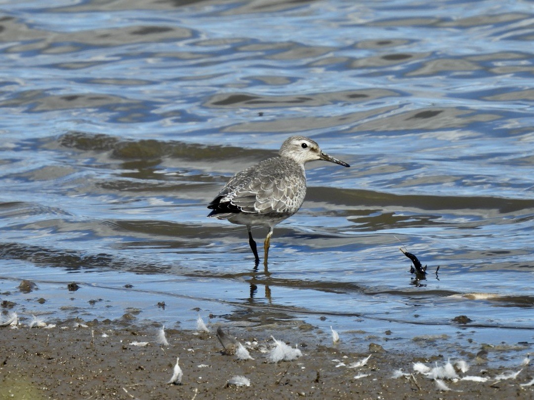 jespák rezavý - ML624092635