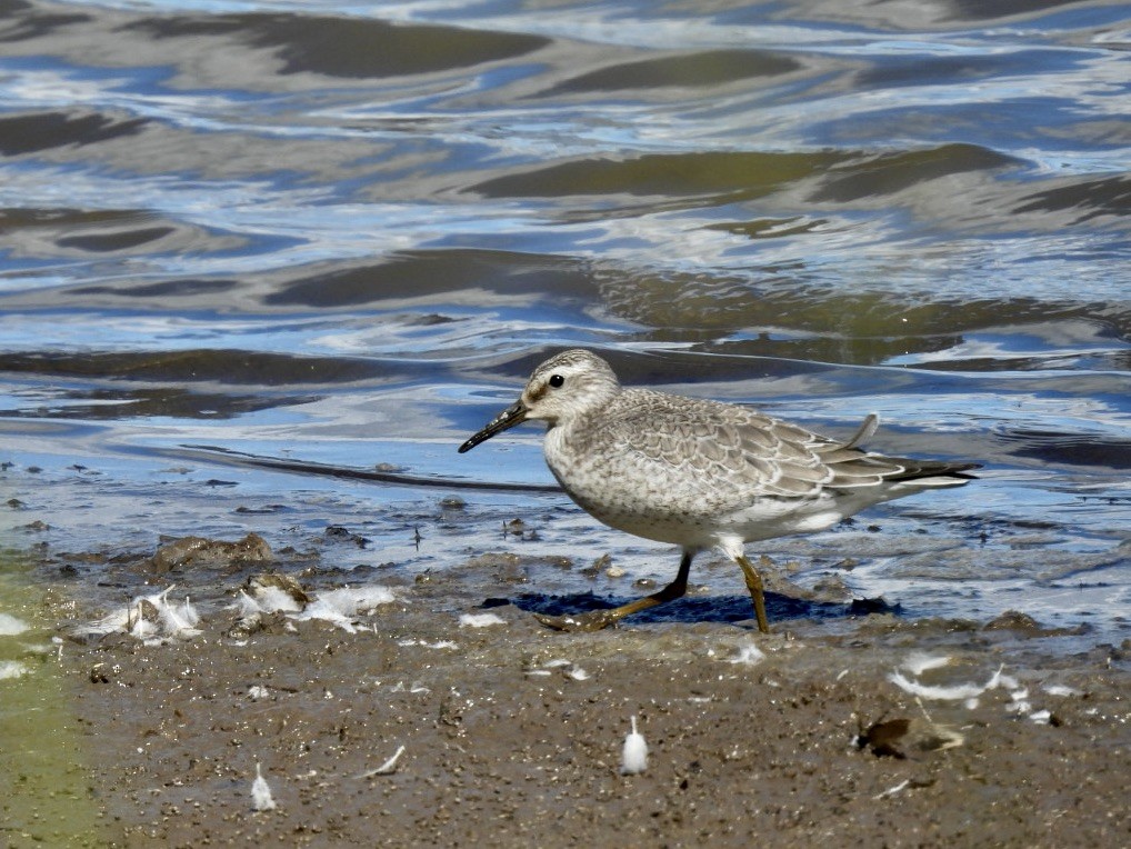 jespák rezavý - ML624092636