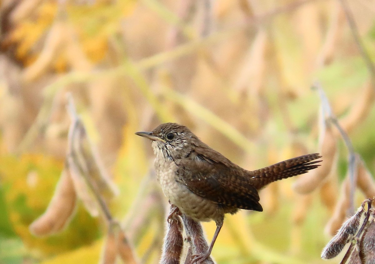 Northern House Wren - ML624092661