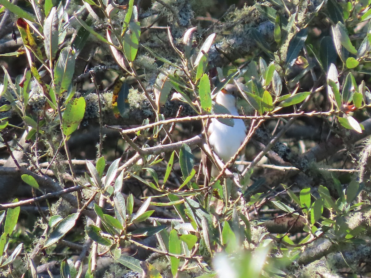 Yellow-billed Cuckoo - ML624092662