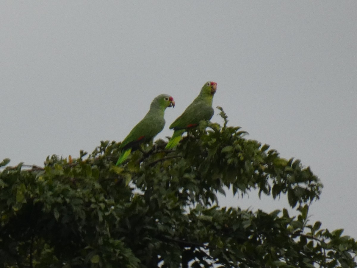 Red-lored Parrot - ML624092665